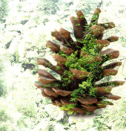 double exposure pine cone in a forest