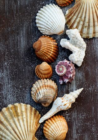 Multicolored shells and corals on a dark wooden background.の写真素材
