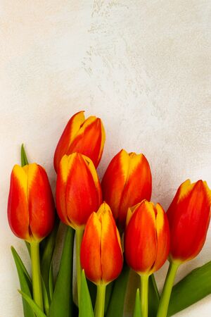 Tulips with red and yellow petals and juicy green leaves on a light textured backgroundの写真素材