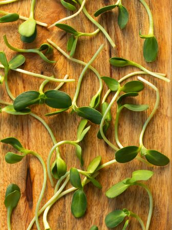 Microgreens  on a wooden background. Top view close-up.の写真素材
