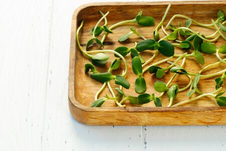 Microgreens on a wooden tray on a light wooden background.の写真素材