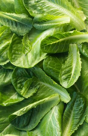 Food background: fresh green Romano lettuce leavesの写真素材