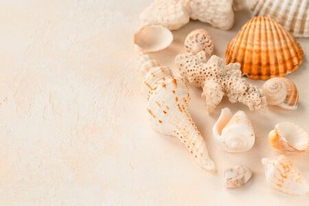 Shells found on the beach, a memory of a trip to the sea. Romance and relaxation. Delicate colors, monochrome.の写真素材