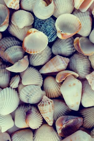 Shells found on the beach, a memory of a trip to the sea. Romance and relaxation. Delicate colors,...