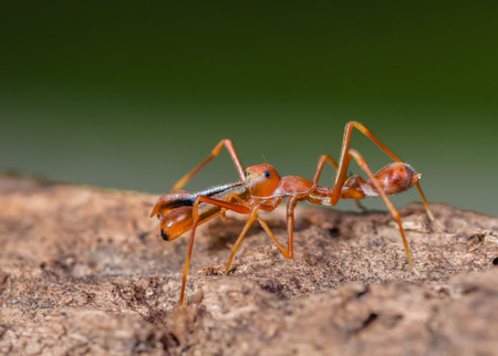 jumping spider(Kerengga ant-like jumper) , Myrmarachne plataleoides on tree