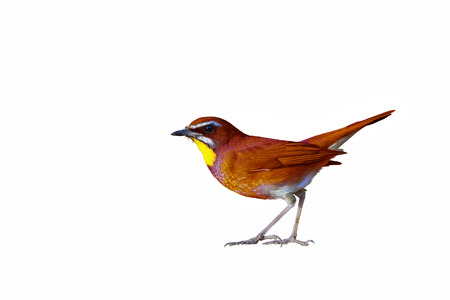 colorful bird isolated on white backgroundの写真素材