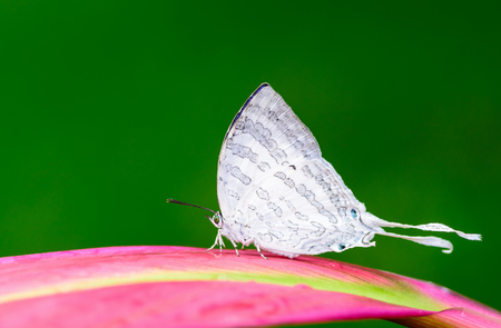 Great White-Imperial(Neomyrina nivea hiemalis), The white beauty butterfly  on Leavesの写真素材