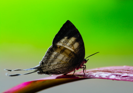 Great White-Imperial(Neomyrina nivea hiemalis), The white beauty butterfly  on Leaves