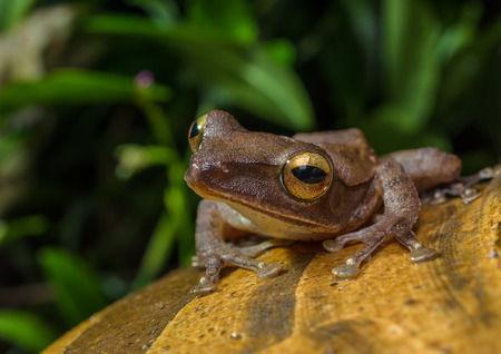 Golden tree frog(Polypedates leucomystax), a normal frog in Thailandの写真素材
