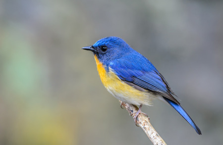 Hill blue flycatcher(Cyornis banyumas), A beautiful blue bird on branch, North Thailandの写真素材