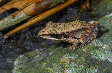 Yellow frog(Pelophylax lateralis)  in deep forestの写真素材