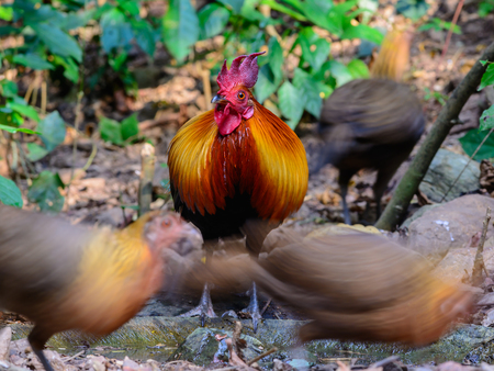 Red junglefowl(Gallus gallus spadiceus), Beautiful chicken in the nature of Thailandの写真素材