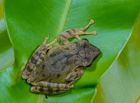 Common tree frog or Golden tree frog(Polypedates leucomystax), Common Thai frog  in High...
