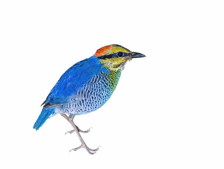 Blue Pitta(Pitta cyanea,female), beautiful bird isolated on white background,kaeng kra chan national park, Thailandの写真素材