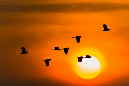 Bird silhouette in sunset at Thale Noi Waterfowl Reserve,Thailandの写真素材