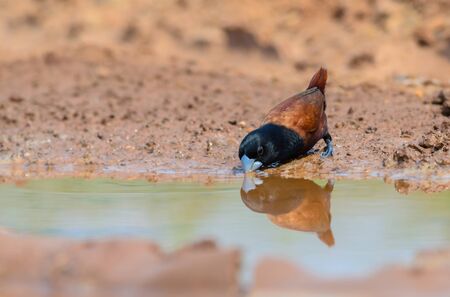 Black-headed Munia or Chestnut Munia(Lonchura atricapilla) is thirstyの写真素材