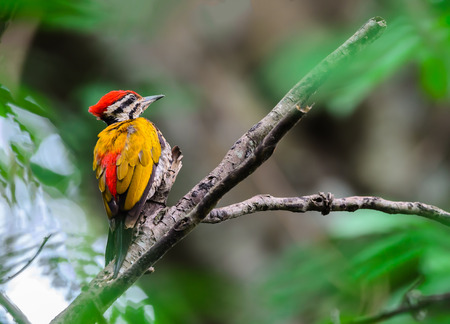 Common flameback or Common goldenback(Dinopium javanense), beautiful woodpecker in nature at huai kha khaeng Wildlife Sanctuary,Thailandの写真素材