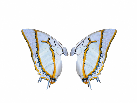 Butterfly wings isolated with white backgroundの写真素材