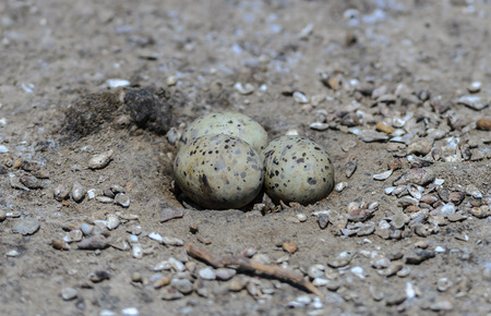 Aggs of Little tern or Sternula albifrons on the beach.の写真素材