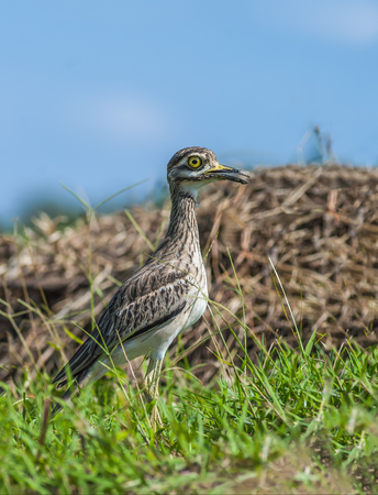 Indian Thick-knee(Burhinus indicus),the uncommon beautiful bird Standing in Meadow,Thailand