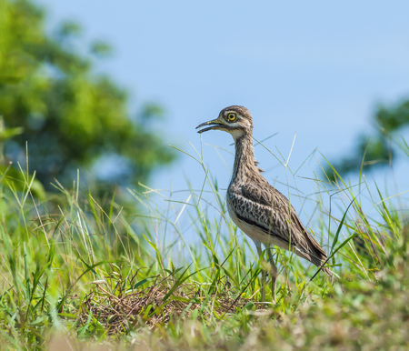 Indian Thick-knee(Burhinus indicus),the uncommon beautiful bird Standing in Meadow,Thailandの写真素材