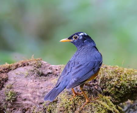 Black-breasted Thrush(Turdus dissimilis), A beautiful bird standing on timber at Doi Ang Khang, Thailand.の写真素材