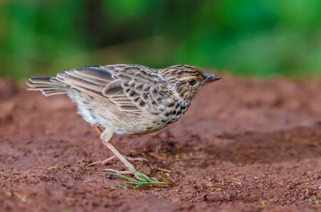 Indochinese Bushlark(Mirafra erythrocephala ), brown bird on the prowl in grassland with green background.の写真素材