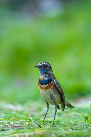 Bluethroat(Luscinia svecica),beautiful brown bird in meadow with green background.の写真素材