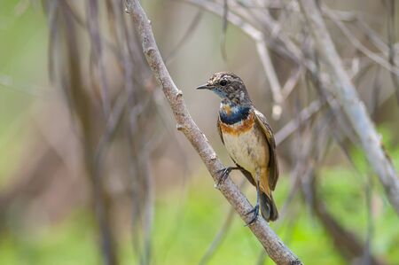 Bluethroat(Luscinia svecica),beautiful brown bird in meadow.