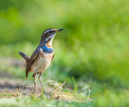 Bluethroat(Luscinia svecica),beautiful brown bird in meadow with green background.の写真素材