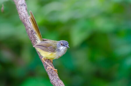 Yellow-bellied Prinia or Yellow-bellied Wren-warbler(Prinia flaviventris), beautiful yellow bird on branch with green background.の写真素材