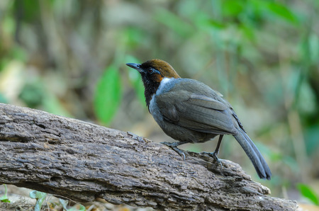 Laughingthrush(Garrulax strepitans), beautiful brown bird on branch at Chong yen,Thailand.の写真素材