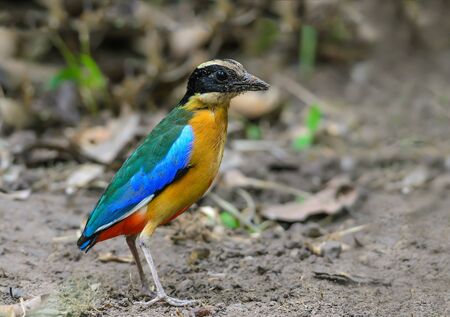 Blue-winged Pitta(Blue-winged Pitta),colorful bird standing on ground.の写真素材