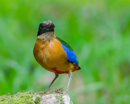 Blue-winged Pitta(Blue-winged Pitta),colorful bird standing on stoneの写真素材