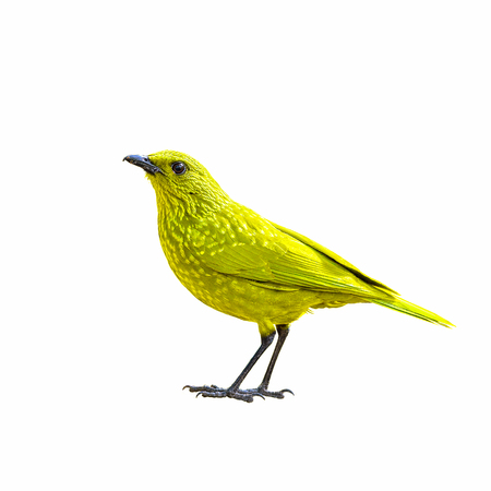 Colorful bird isolated with white background, yellow bird.の写真素材