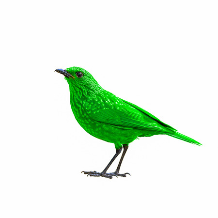 Colorful bird isolated with white background, Green bird.の写真素材