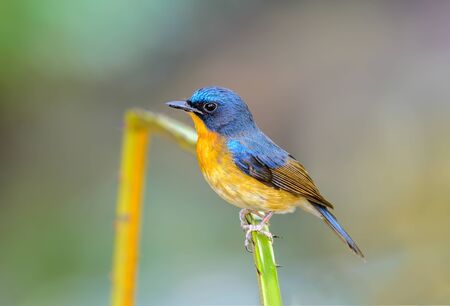Hill blue flycatcher(Cyornis banyumas), beautiful bird on branch with green background.の写真素材