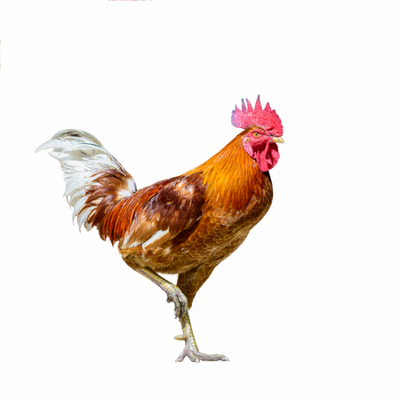Domestic fowl, red chicken isolated on white background, Thailand.の写真素材