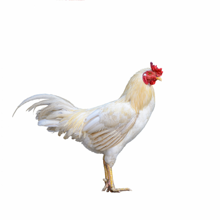 Beautiful cock isolated with white background.の写真素材