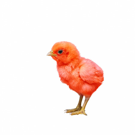 Colorful baby chicken isolated with white background.の写真素材