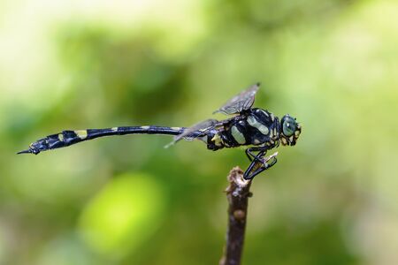 Beautiful dragonfly on branch with green background.の写真素材
