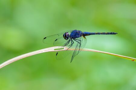 Beautiful dragonfly on branch with green background.