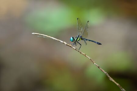 Beautiful dragonfly on branch with colorful background, Tetrathemis platyptera.の写真素材