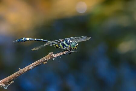 Colorful dragonfly on branch with water background.の写真素材