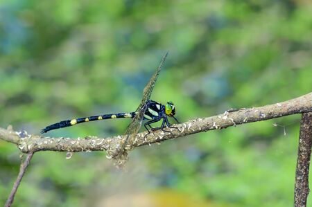 Colorful dragonfly on branch with green background.の写真素材