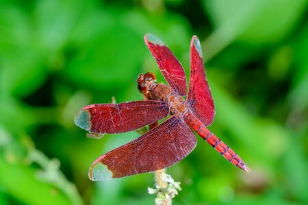Beautiful dragonfly  on branch with green background.の写真素材