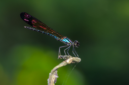 Beautiful dragonfly  on branch with green background.の写真素材