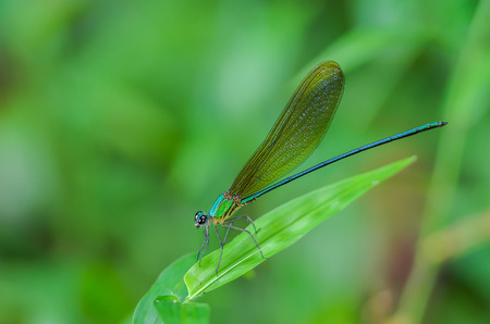 Beautiful dragonfly on leaves with green background.の写真素材