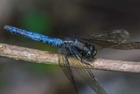 Beautiful dragonfly on branch in nature.の写真素材