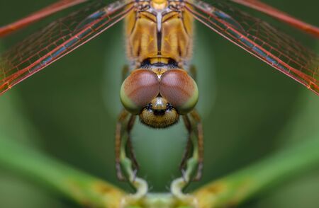 Beautiful dragonfly on branch with green background.の写真素材